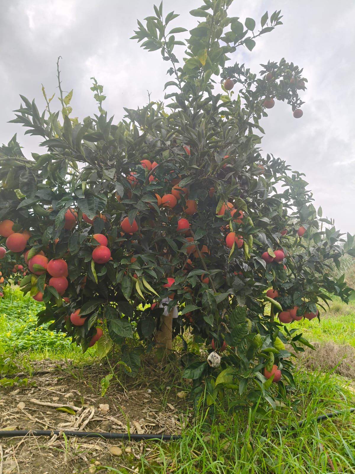 Albero di arance rosse Tarocco carico di frutti nell'agrumeto Pappalardo
