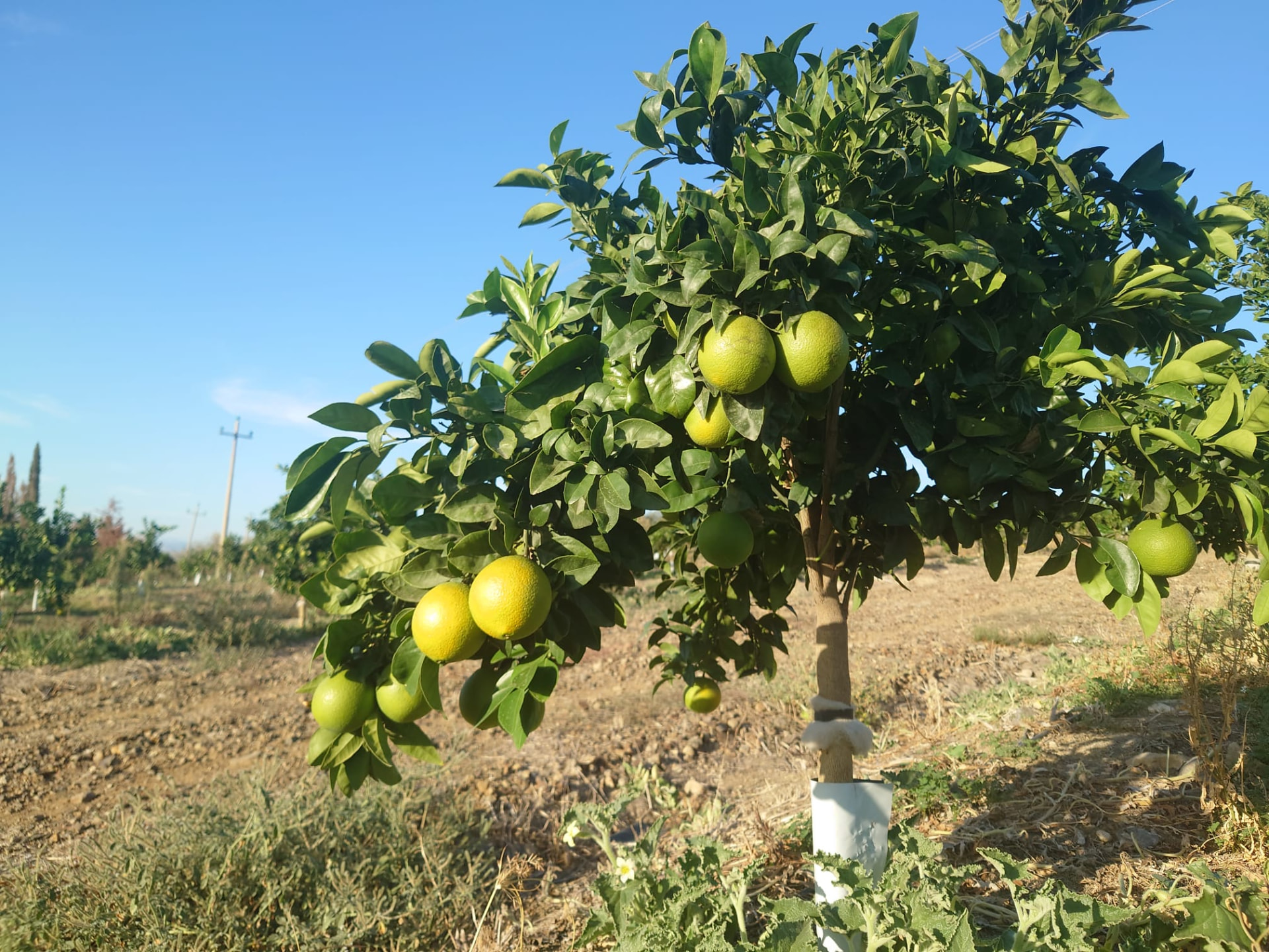 Arancio con frutti nell'agrumeto Pappalardo a Palagonia, ai piedi dell'Etna