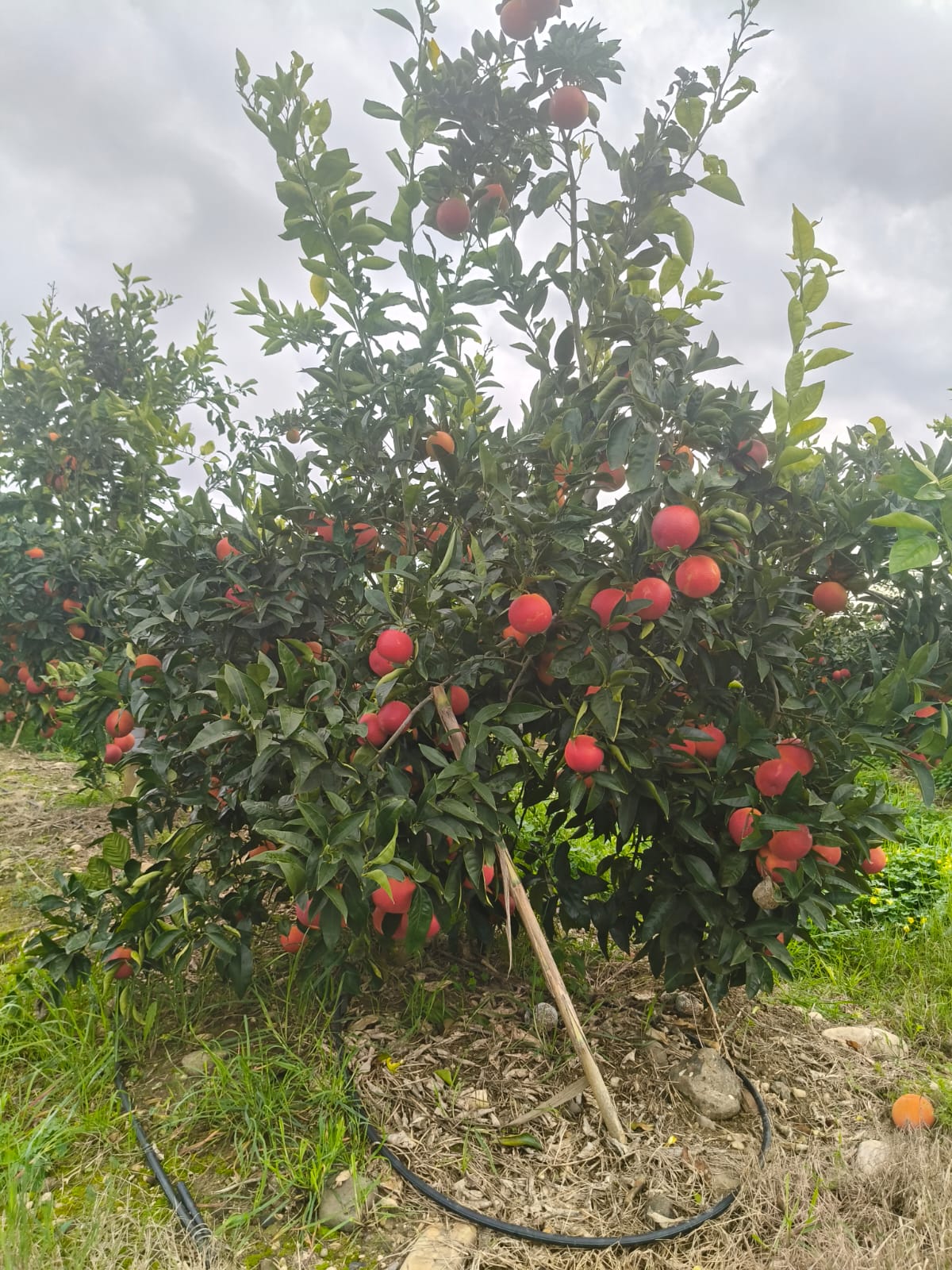 Albero di Tarocco carico di arance rosse a dicembre